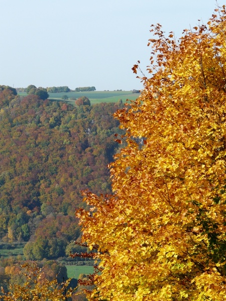 autumn autumn forest coloring