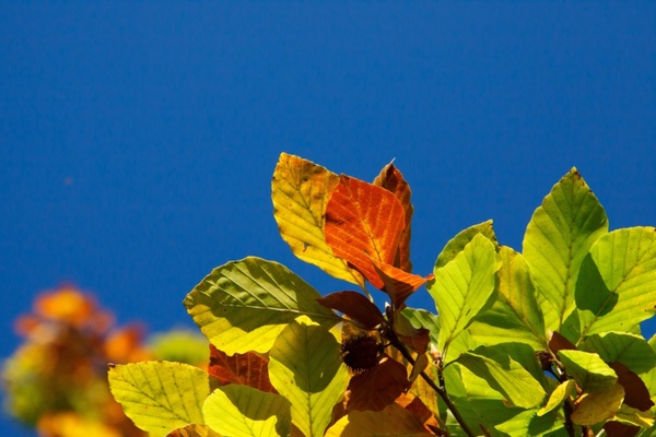 autumn background beech