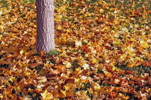 autumn background bright carpet change color colour