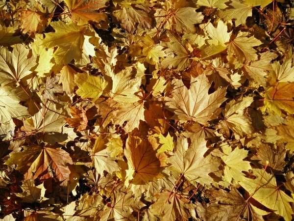 autumn background bright change color colour fall