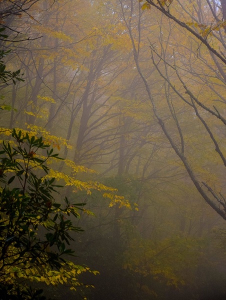 autumn background color fall fog foliage forest