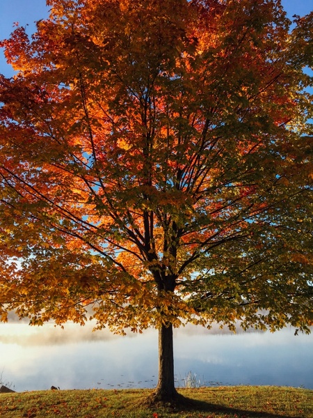autumn backlit branch change environment fall