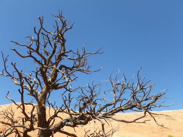 autumn barren blue sky branch dead death desert