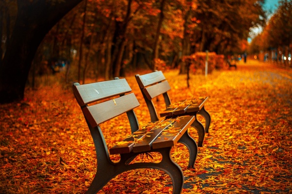 autumn bench fall leaf park seat wood