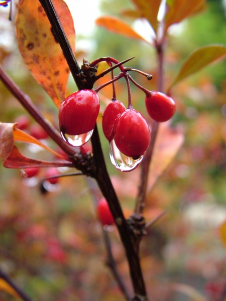 autumn berries plant 