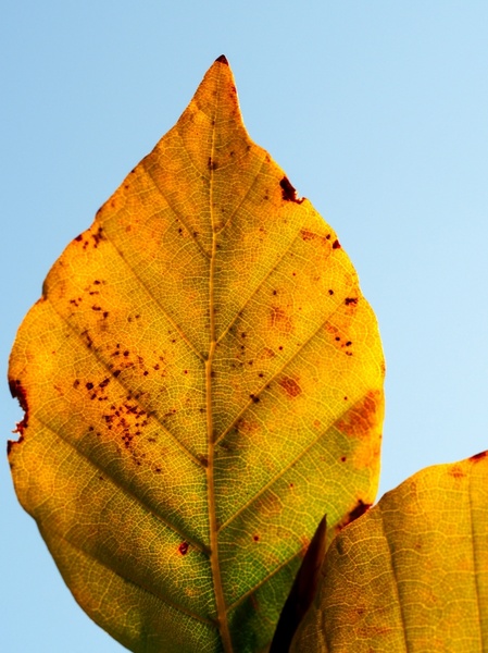 autumn biology botany bright color conceptual