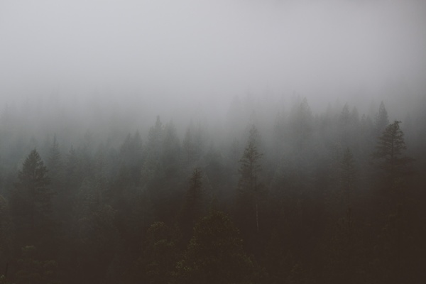 autumn black and white dark dawn fall fog forest