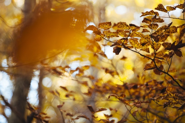 autumn blur branch bright daytime fall foliage