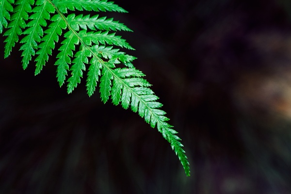 Fern Free Stock Photos Download 116 Free Stock Photos For Commercial Use Format Hd High Resolution Jpg Images