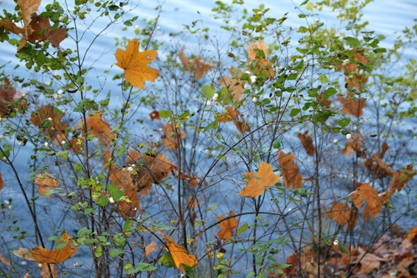 autumn bush leaves