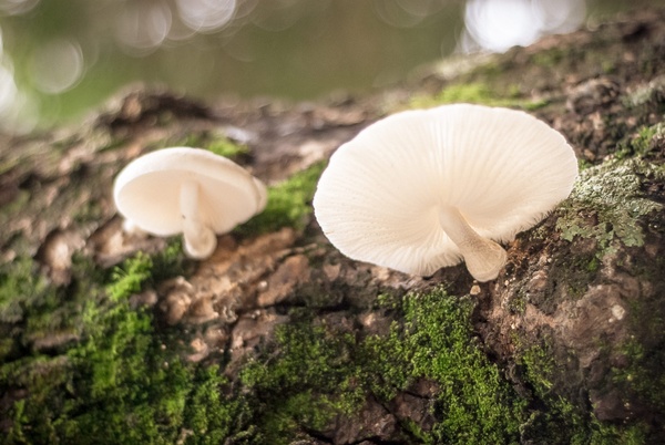 autumn cap eatable edible fall food forest fungi 