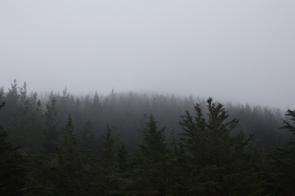 autumn cold evergreen fall fog forest landscape