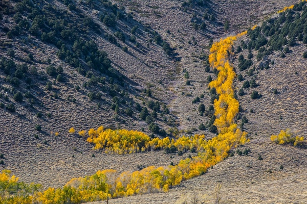 autumn color desert fall forest landscape mountain