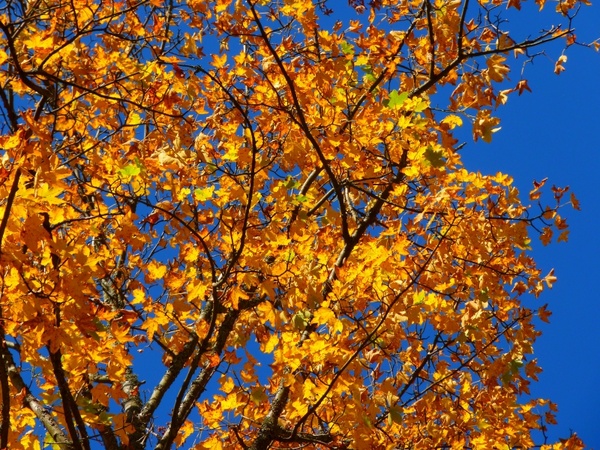 autumn colorful tree