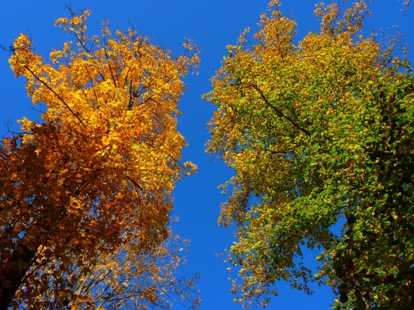 autumn colorful trees 