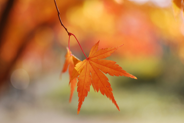 photos autumn colors