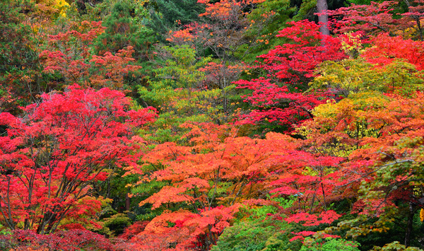 autumn colors 