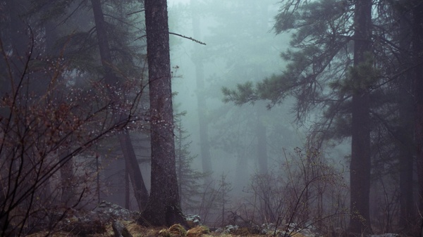 autumn conifer evergreen fall fire fog forest
