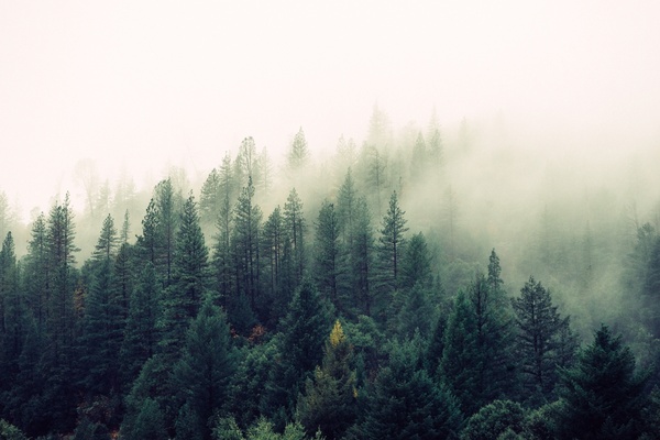 autumn conifer evergreen fall fog foggy forest haze