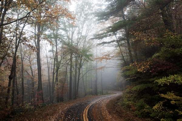 autumn environment fall fog foliage forest landscape 