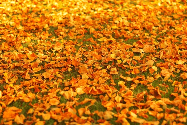 autumn fall foliage