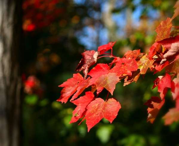 autumn fall maple leaves