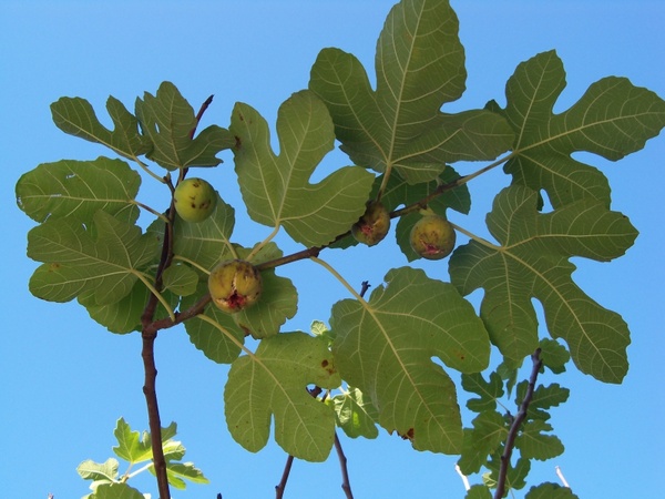 autumn fig fig tree