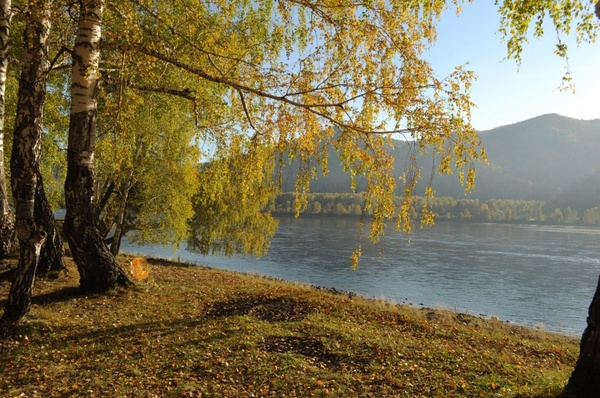 autumn forest