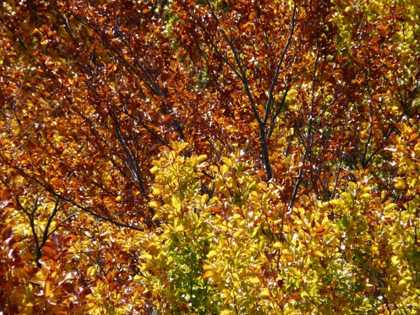 autumn forest beech wood golden autumn