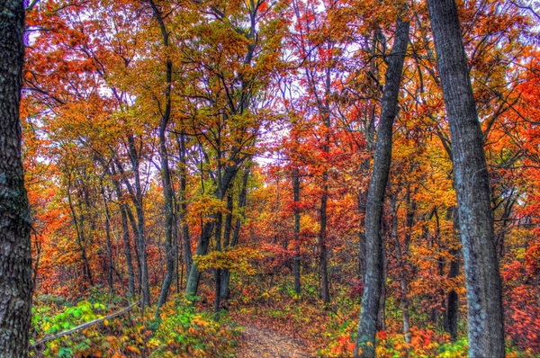 autumn forest in southern wisconsin