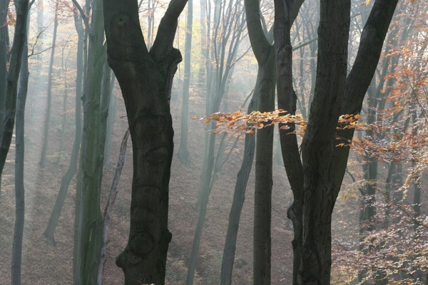 autumn forest nature