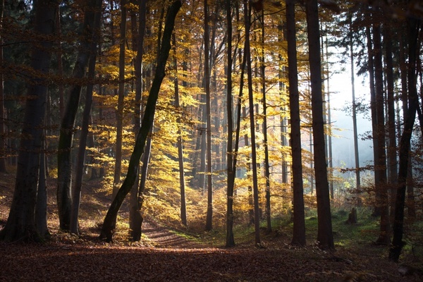 autumn forest walk