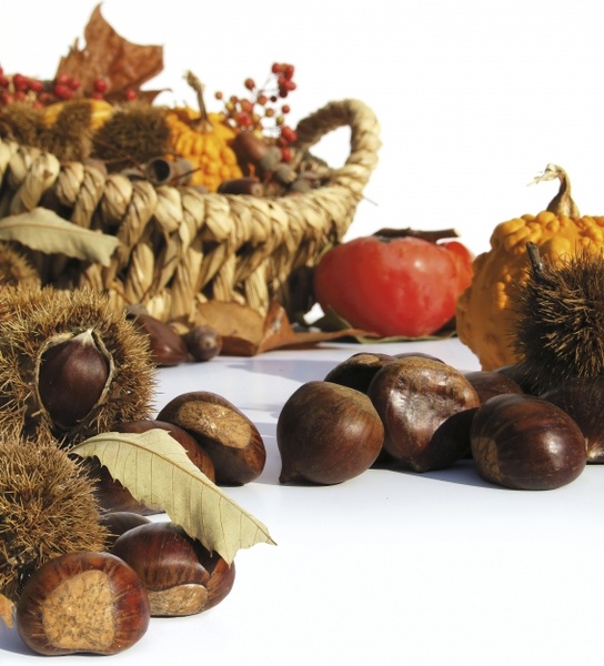 autumn fruit chestnuts