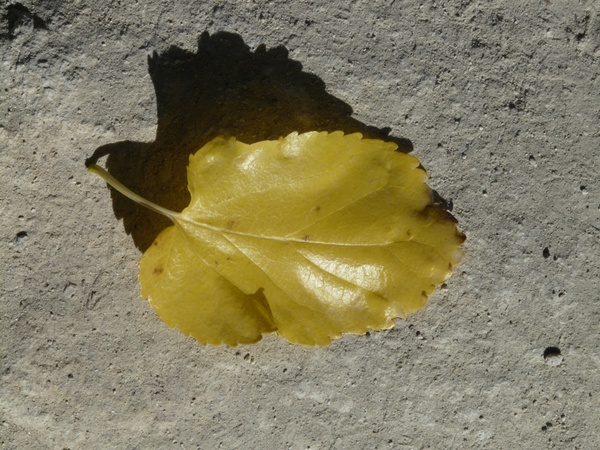 autumn journal poplar leaf