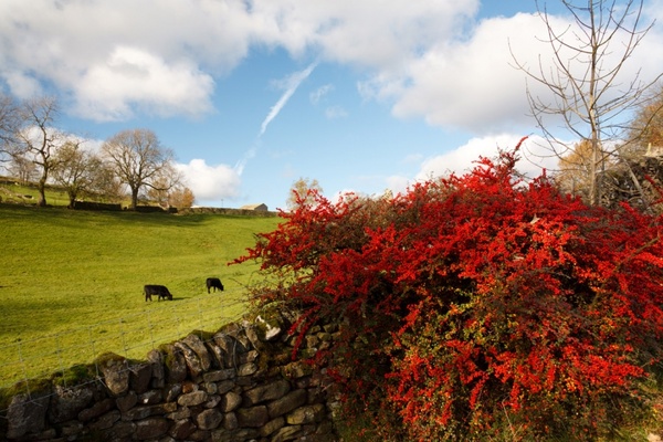 autumn landscape