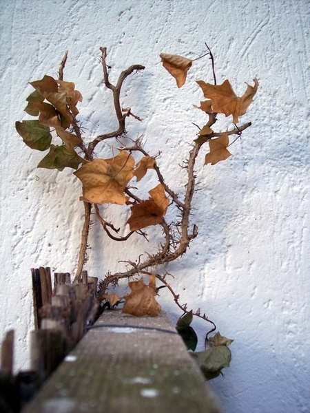 autumn leaf autumn tree