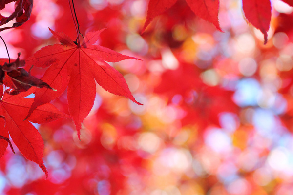 autumn leaf color hirosaki aomori japan
