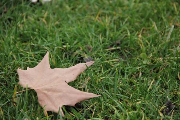 autumn leaf grass journal