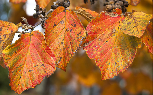 autumn leaves 