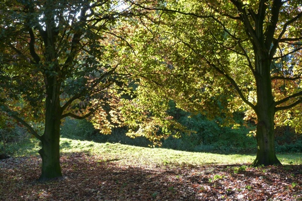 autumn leaves trees