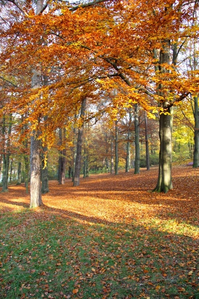 autumn leaves trees