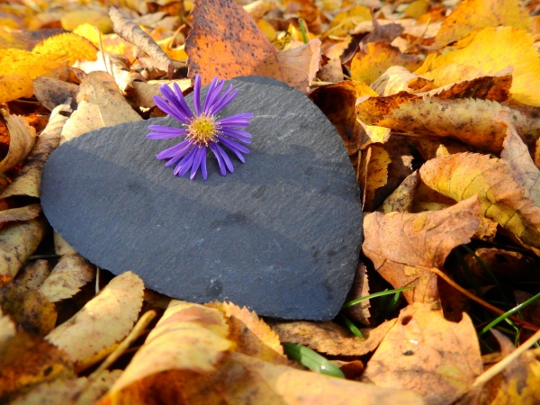 violet flower on yellow dried leaves