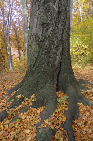 autumn log root