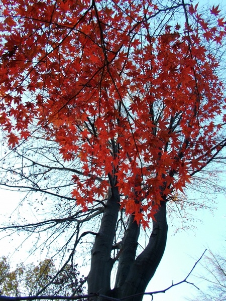 autumn maple leaves coloring