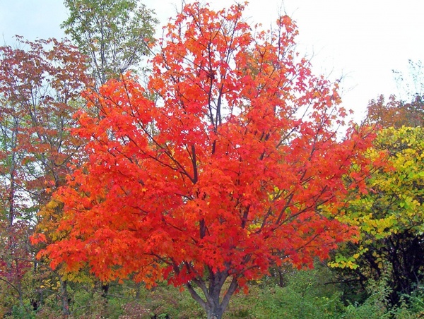 autumn maple tree 