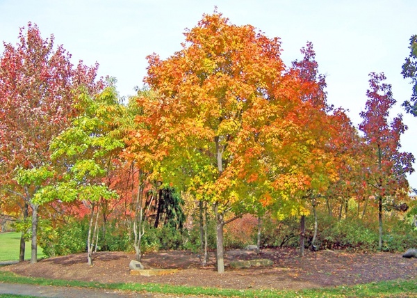 autumn maple trees in park