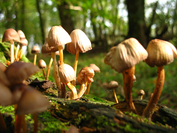 autumn mushrooms