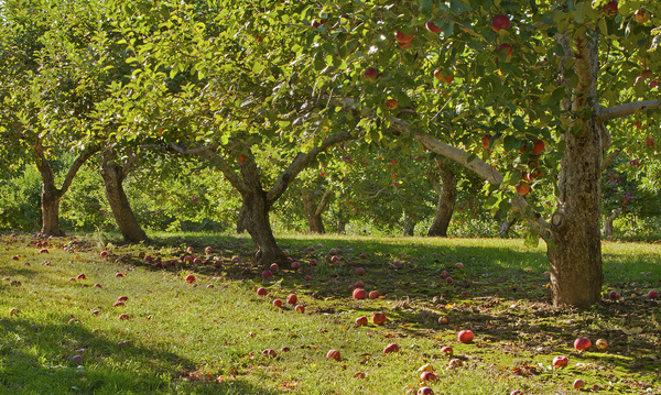 autumn orchard 