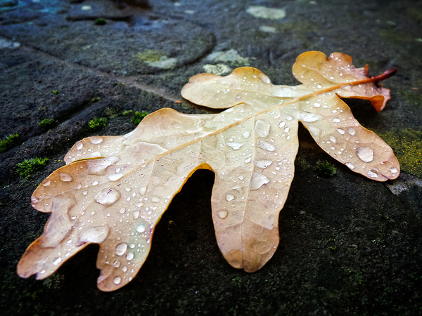 autumn rain