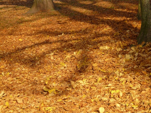 autumn run light and shadow 